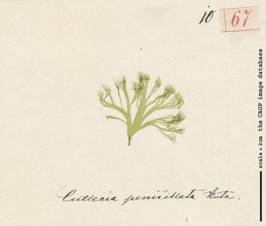 Cutleria penicillata_67.jpg